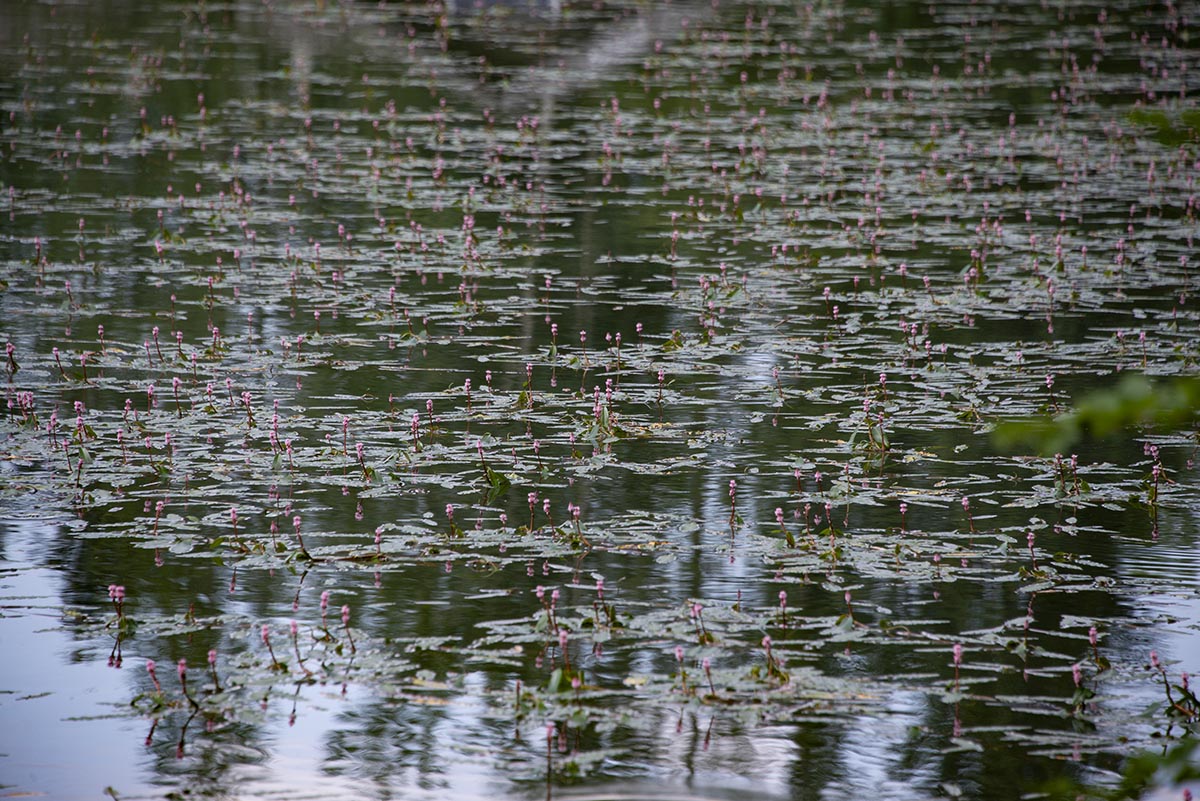 Standort am Teich